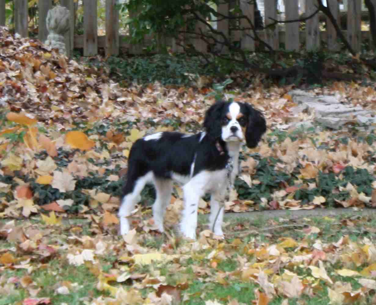 2012-11-11 Gussie.jpg